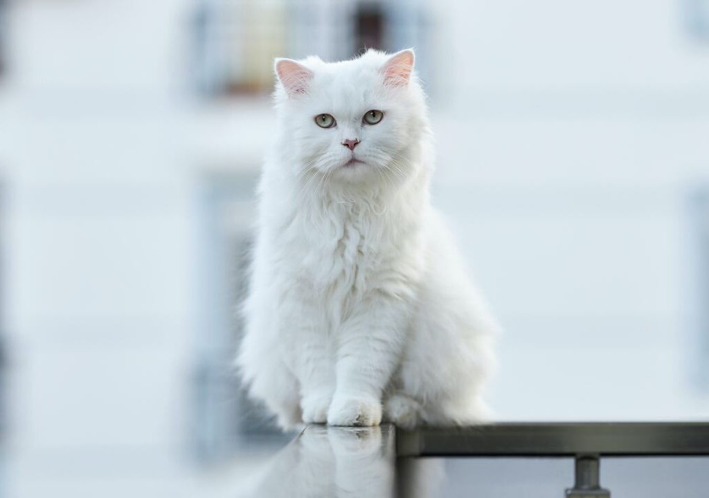 Gatto Bianco di engin-akyurt