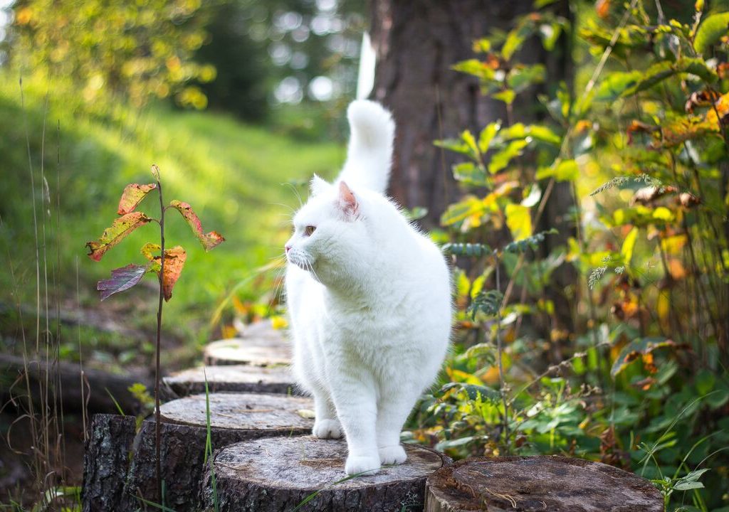 Gatto bianco di alyona-bogomolova