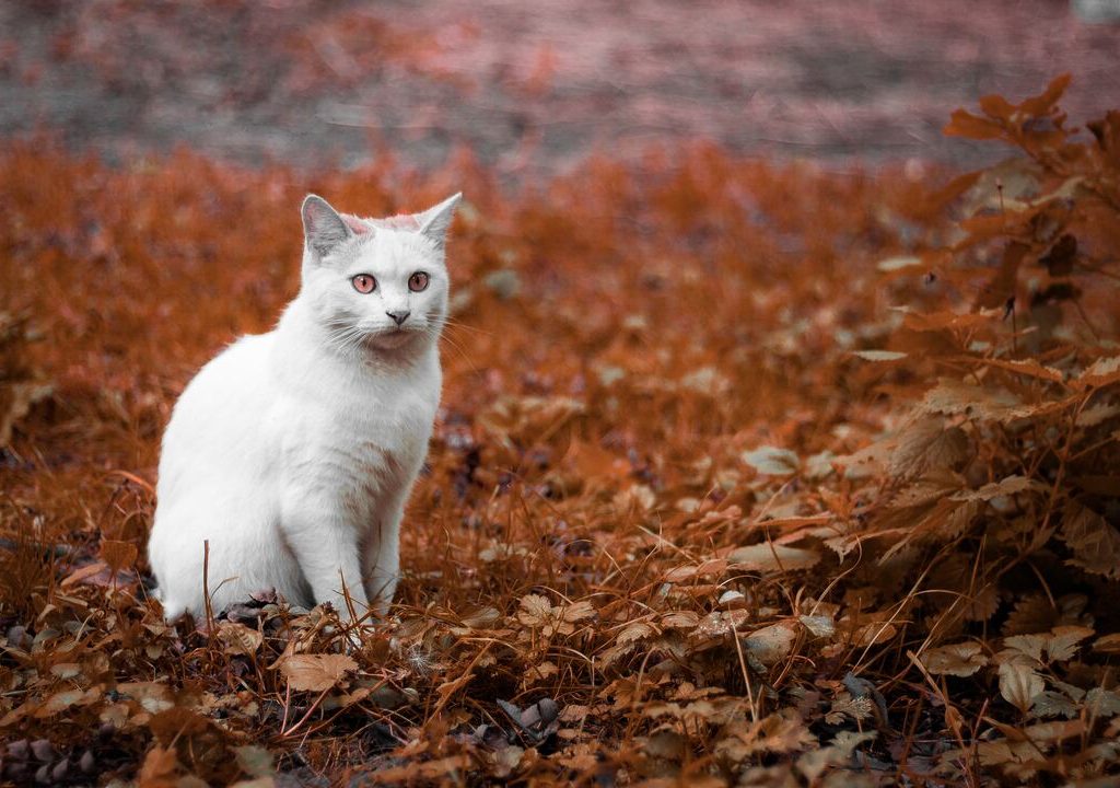 Gatto bianco di xenia-bogarova