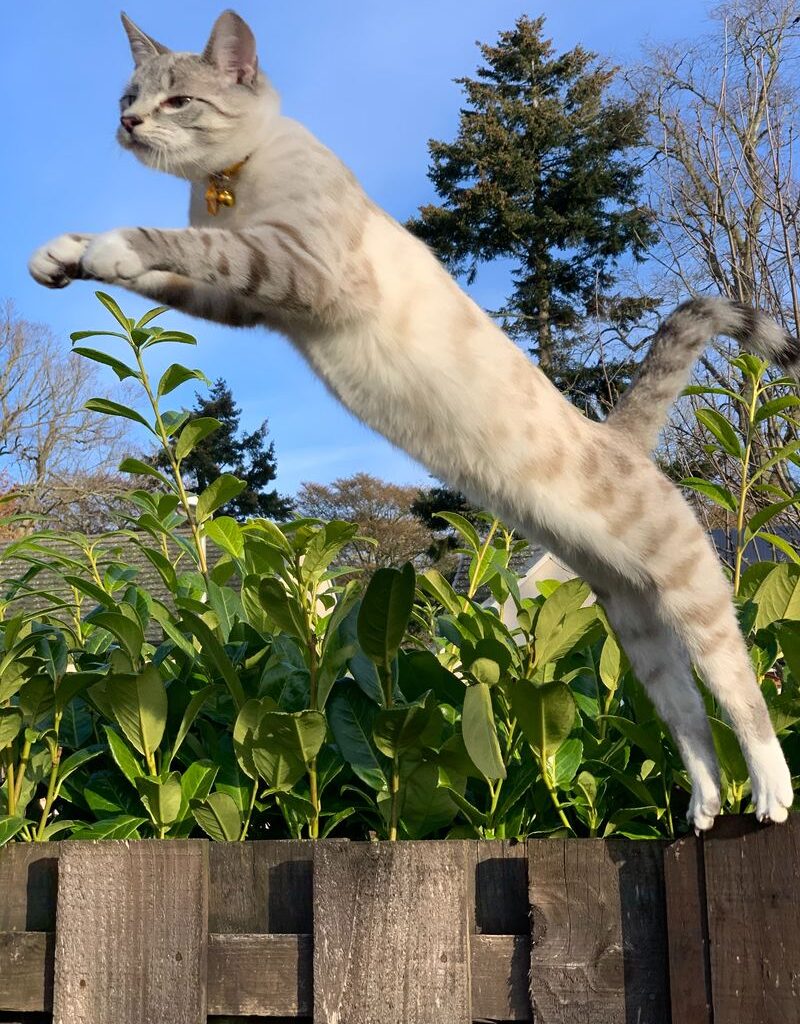 Gatto che salta di gerry roarty