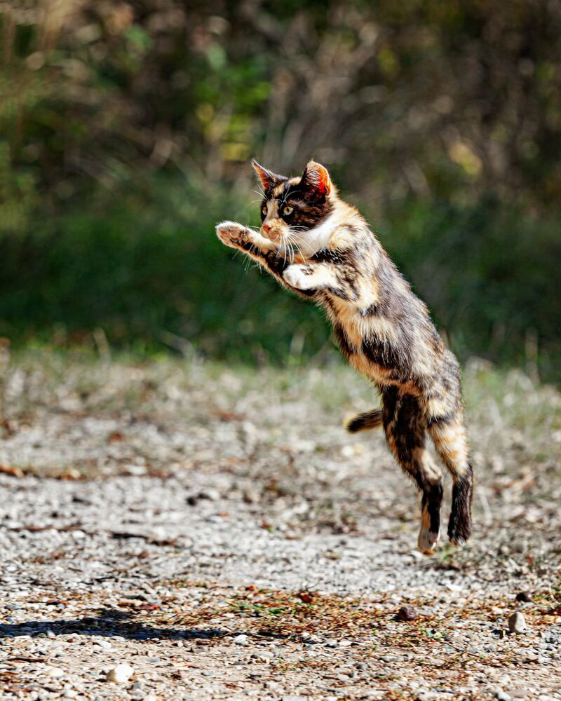 Gatto che salta di john doe