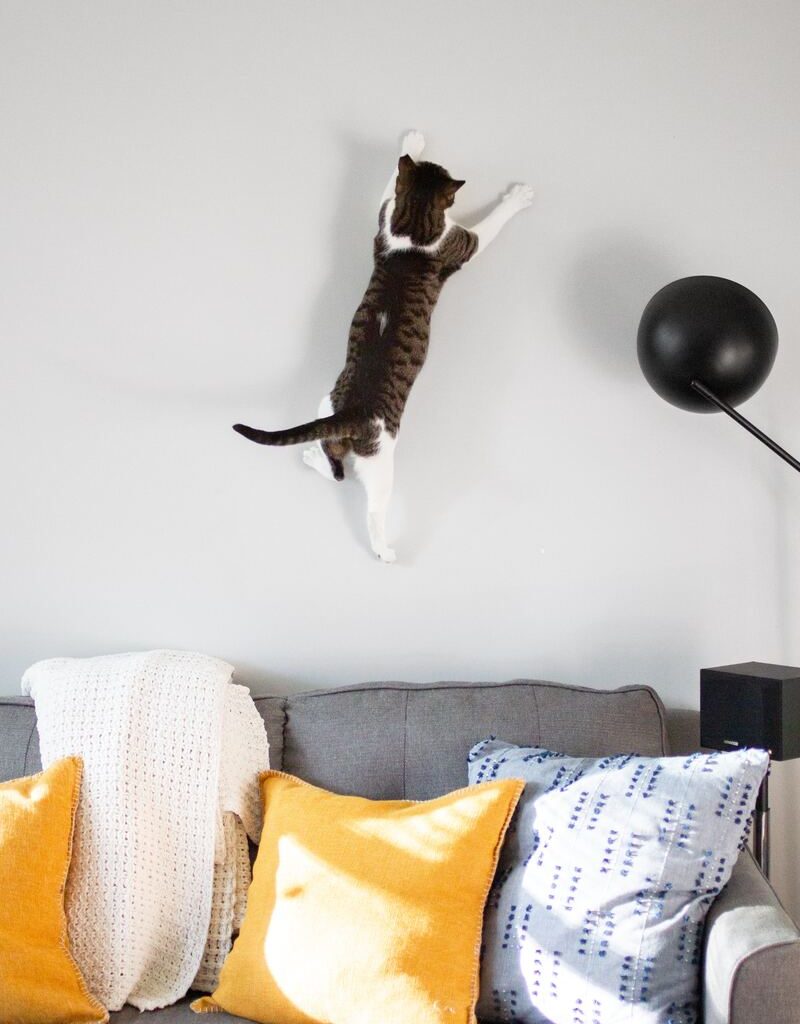 Gatto che salta di sarah shull