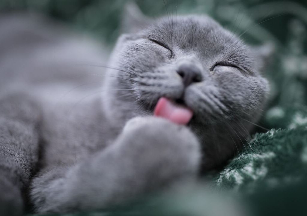 Gatto grigio di eric-han