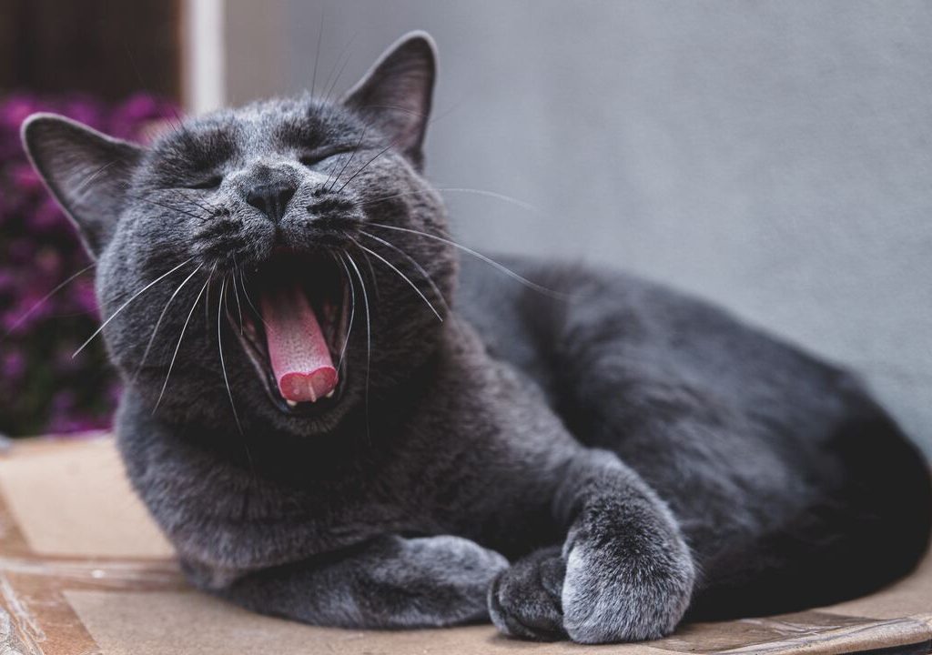 Gatto grigio di toni-tan