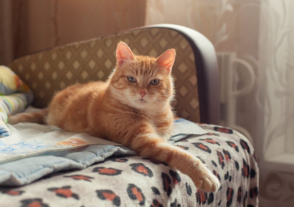 Gatto-rosso-di-s-jackdaw