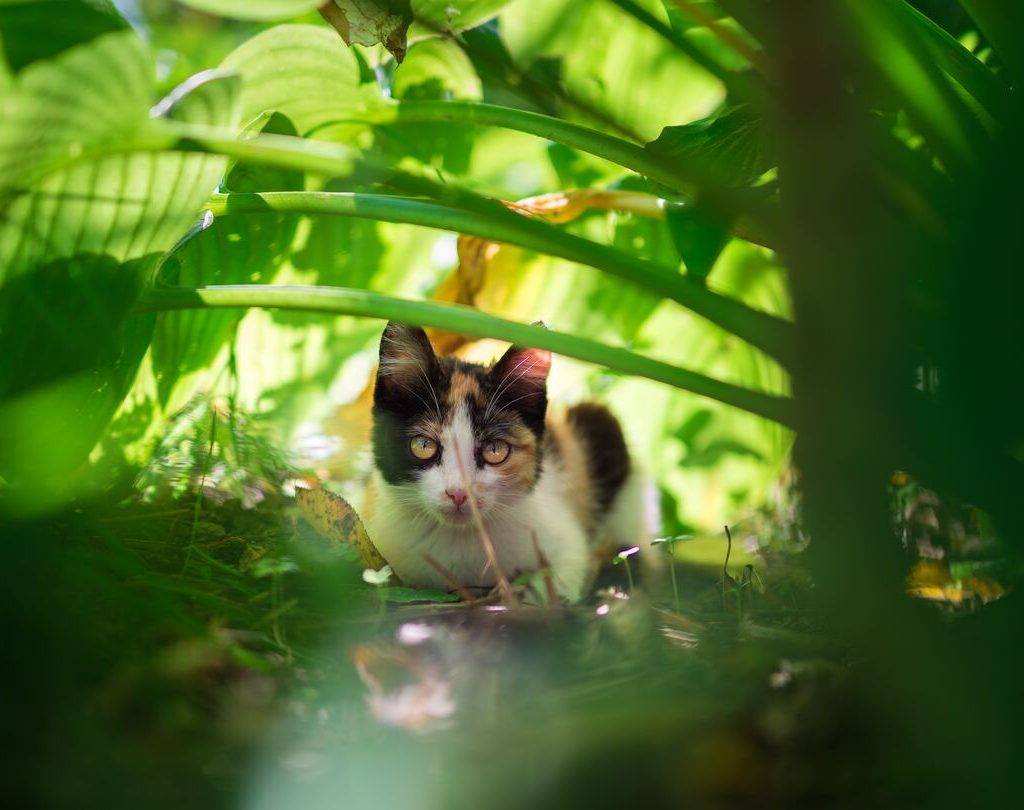 Gatto tricolore di janko-ferlic