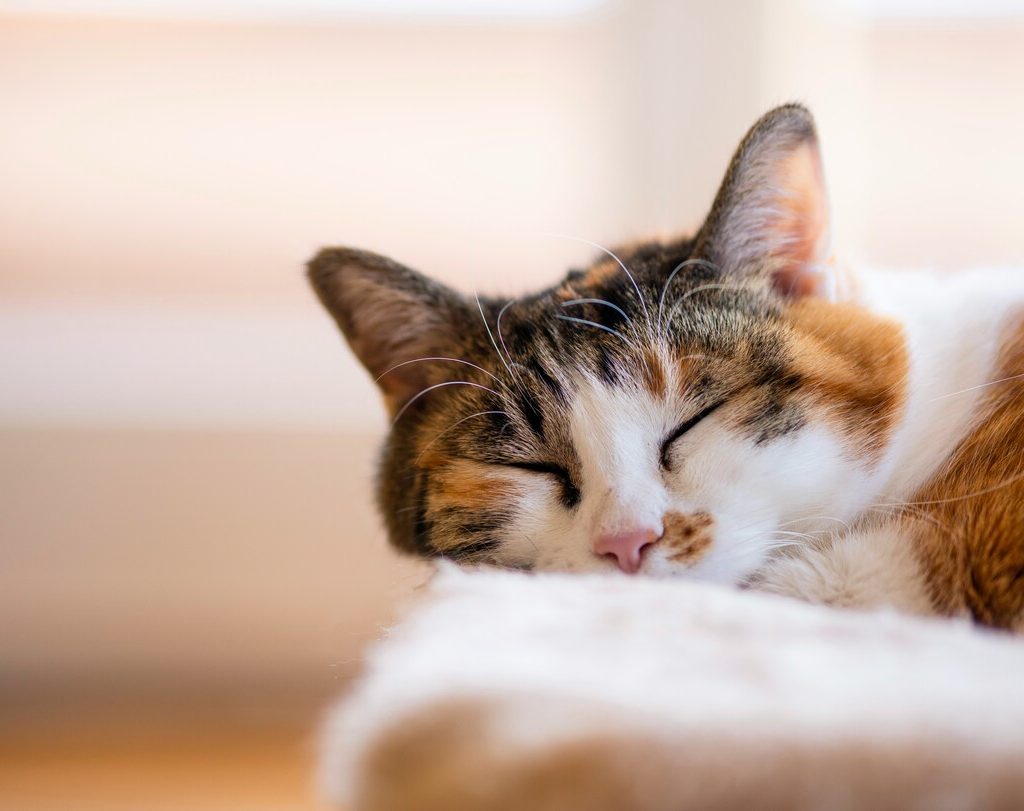 Gatto tricolore di patrizia-berta