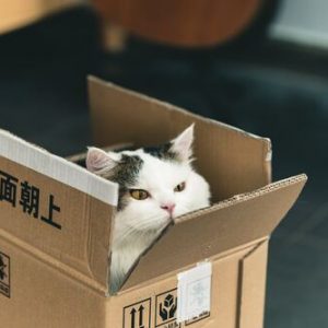 Gatto Nella scatola di cartone