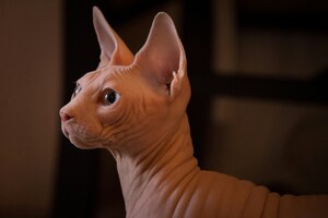 Gatto Sphynx