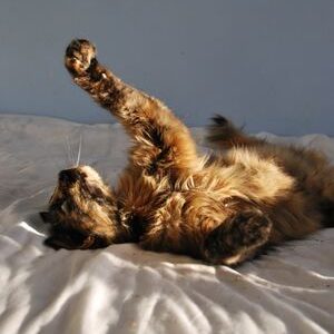 gato pancia all'aria