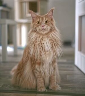 Gatto Maine Coon