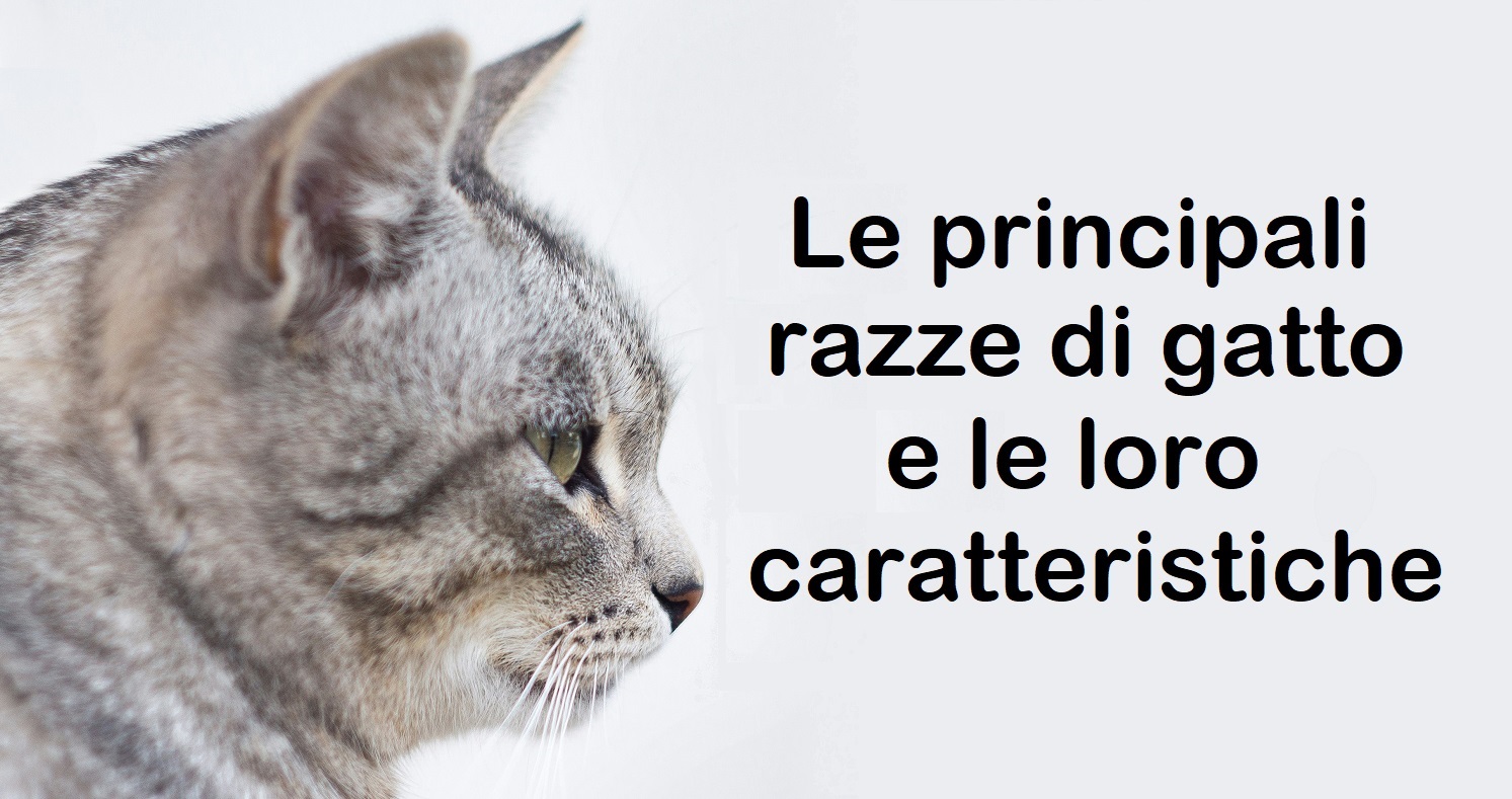 Le principali razze di gatto