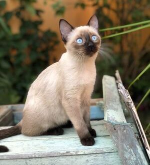 Gatto Siamese