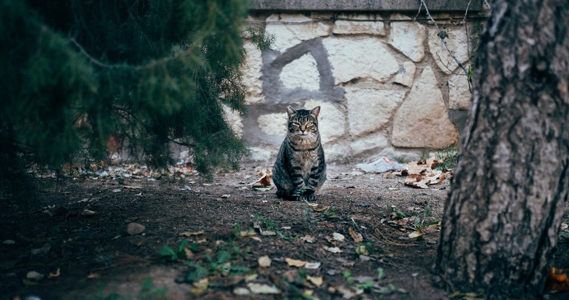 Gatto per strada